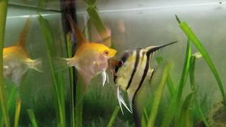 Angelfish Breeding Behavior Signs of Spawning [upl. by Ahseia]