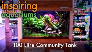 Inspiring Aquariums  100 Litre Community Tank [upl. by Gmur]