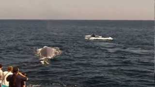 Blue Whales Dive off Dana Point Coast  Dana Wharf Whale Watching  Dana Point CA [upl. by Anjela]