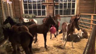 A visit to Last Chance Corral foal rescue [upl. by Leahicm]