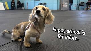 Ep 7 its a Daphne Day  Cute Dachshund Puppy Vlog [upl. by Sorodoeht]