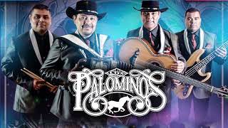 Los Palominos Mega Mix  Tejano Music  Norteños Mix 2023 [upl. by Ahsiadal424]