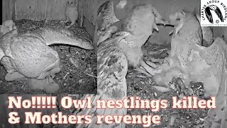 Raw Footage Barn Owls Unbelievable Assault Killing Nestlings and Their Mothers Vengeance [upl. by Sahcnip362]