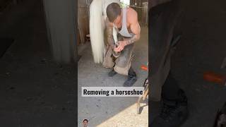 Removing a horseshoe 🐴 horse farrier equestrian shorts sereneemotionalbeats [upl. by Ennasor375]