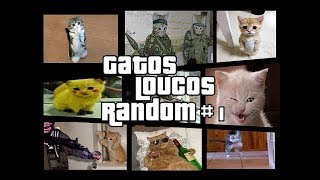 Gatos engraçados e Loucos Random 1 Funny and Crazy Cats [upl. by Jorgenson950]