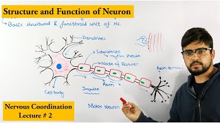 Neuron How nervous system works [upl. by Narra]