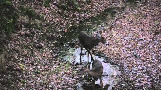 Whitetail buck breeding a doe  deer porn [upl. by Ilana]