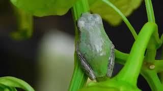 Tiny Green Tree Frog frogs frog nature outdoors [upl. by Deryl]