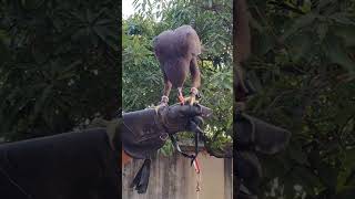 training my hawk eagle 🦅 eagle hawk feeding training 2 birds [upl. by Cassell188]