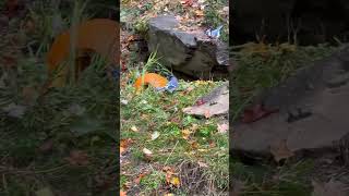 Blue Jays and pumpkins BucketheadFan nature buckethead bluejays pumpkin [upl. by Telocin767]