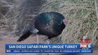 San Diego Safari Park showcases unique turkey [upl. by Udell]