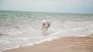 Old English Sheepdog Breeding Challenges amp Solutions [upl. by Arahsat]