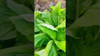 Greensshortvideos viralvideos goviral nature [upl. by Eemiaj]