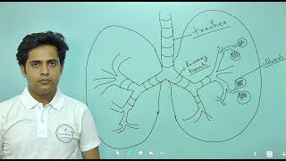 CHAPTER14 BREATHING AND EXCHANGE OF GASES PART2 11TH BIOLOGY NCERT FOR NEET [upl. by Sanez]