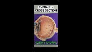 Cross Section of the Eyeball Part 2 [upl. by Belsky]