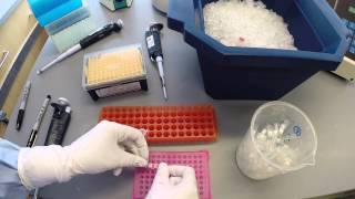 PCR Protocol  Part 2 [upl. by Alliw]