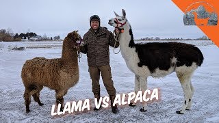 LLAMA VS ALPACA  Ep72  Llama Life [upl. by Enaxor]