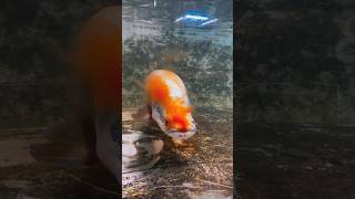 ⚠️පොඩි ලමයෙක්ව අහු උනොත් කොහොමද 💔 Monster Arapaima gigas feeding  Piraruku  Paiche attack [upl. by Enellij]