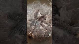 Our Avicularia avic Pinktoe tarantula happy dancingnature animals [upl. by Annailuj406]