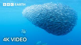 Explore an Oasis of Ocean Life  North Atlantic  4K UHD  BBC Earth [upl. by Orson60]