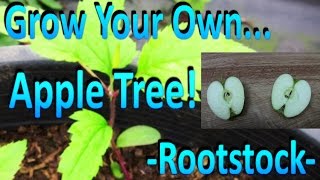 How to Grow Your Own Apple Tree Rootstock by Germinating Store Bought Apple Seeds [upl. by Stoll895]