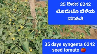 35 ದಿನದ 6242 ತಳಿ ಟೊಮೆಟೊ ಬೆಳೆಯ ಮಾಹಿತಿ  info about 35 days syngenta 6242 tomato 🍅 crop [upl. by Oira161]