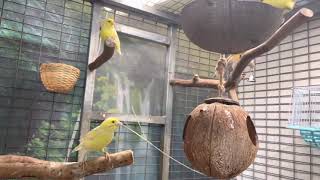 Canaries building nest for breeding  Canary  canario [upl. by Eluk]