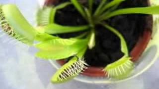 venus fly trap eating bee and bugs [upl. by Aihsemaj165]