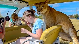 TOURISTS ARE SHOCKED BY OUR LIONS [upl. by Akenal]