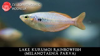 Melanotaenia parva The ATTRACTIVE rainbowfish from Lake Kurumoi Leopard Aquatic R030B [upl. by Haven]