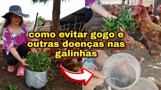 Três dicas pra ter galinhas saudável  como evitar gogo e outas doenças no seu galinheiro 🐓🐔 [upl. by Amocat]