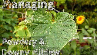 Managing Downy amp Powdery Mildew On Cucumber Squash Zucchini Pumpkin [upl. by Speroni]