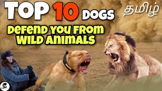 Top 10 தைரியமான காவல் நாய்கள்  dogs that can protect us from wild animals [upl. by Shanon385]