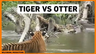 Indochinese tiger and smoothcoated otters interaction  TIGER VS OTTER [upl. by Jeaz]