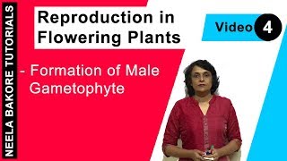 Reproduction in Flowering Plants  NEET  Formation of Male Gametophyte  Neela Bakore Tutorials [upl. by Sucrad908]