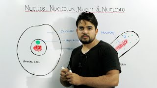 Nucleus Nucleolus Nuclei and Nucleoid concept [upl. by Thetis]