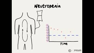 Doctor Explains Neutropenia During Chemotherapy [upl. by Rotow908]