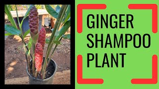 Ginger Shampoo plant  Awapuhi [upl. by Akered]