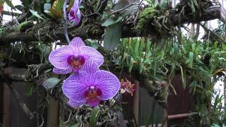 Orchideeën Hoeve Deel 1 1080p [upl. by Alisa]