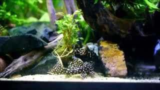 Updated Pleco planted tank Feb 2014 [upl. by Redmond679]