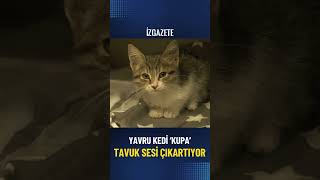 Yavru kedi tavuk sesi çıkartıyor [upl. by Kelwen963]