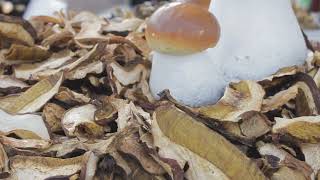 The Secret Superfood Maitake Mushrooms Unlocking Health Benefits [upl. by Aihtenak847]