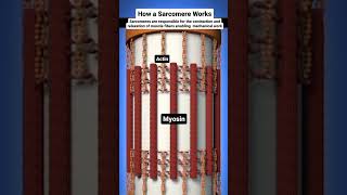 2 biology chse Muscle contraction animation [upl. by Ycniuqal]