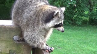 13 June 24 Raccoons came out in the daylight hours [upl. by Shult341]