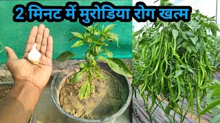 2 मिनट में मिर्च के पौधे का कीड़ा और मुरोड़िया leaf curl virus रोग बाहर निकालने का अचूक घरेलु उपय [upl. by Rednijar]