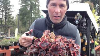 How and when to prune Heucheras Heucherellas and Tiarellas [upl. by Ynamrej]