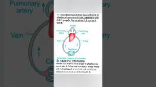 Pulmonary artery and pulmonary veins [upl. by Suidaht]