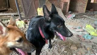 Nutural dog mating Gsd black dog meeting my gsd sweety black gsd maitng right time to dog meeting [upl. by Atiuqan]