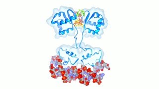 Tetrameric cdiGMP Mediates BldD Dimerization [upl. by Gurtner]