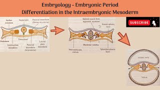 3D Body Cavities Embryology Part 1 Embryonic Folding  Pericardioperitoneal canals [upl. by Petty]